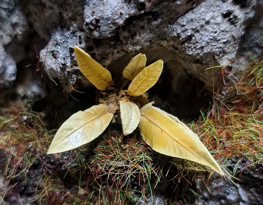 Pianta in miniatura realistica per diorama realizzata a mano con materiali naturali essiccati