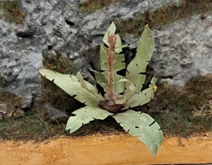 Pianta in miniatura realistica per diorama realizzata a mano con materiali naturali essiccati