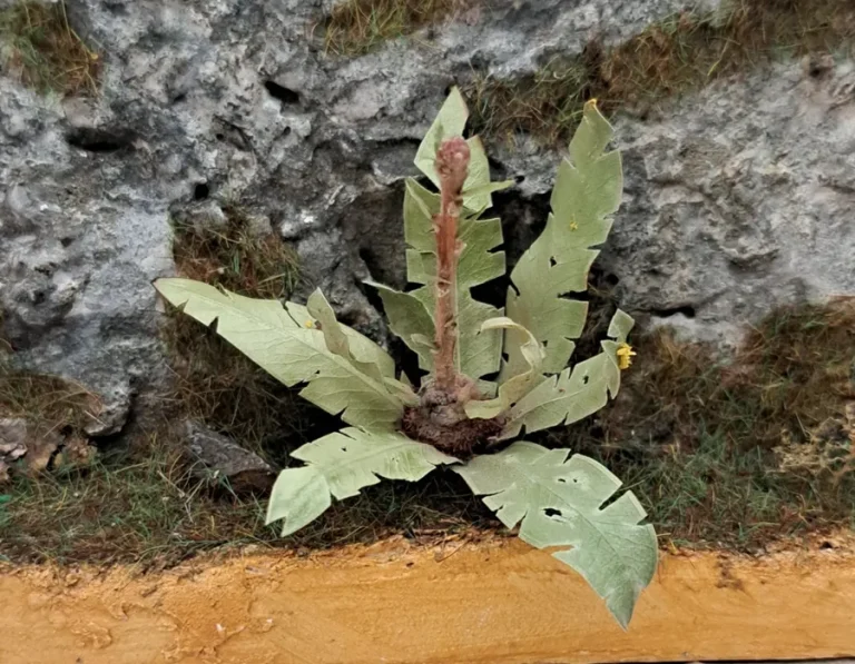 Pianta in miniatura realistica per diorama realizzata a mano con materiali naturali essiccati