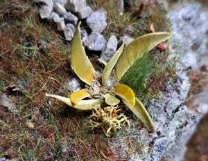 Pianta in miniatura realistica per diorama realizzata a mano con materiali naturali essiccati