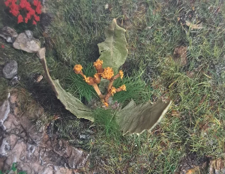 Pianta co fiore in miniatura realistica per diorama realizzata a mano con materiali naturali essiccati