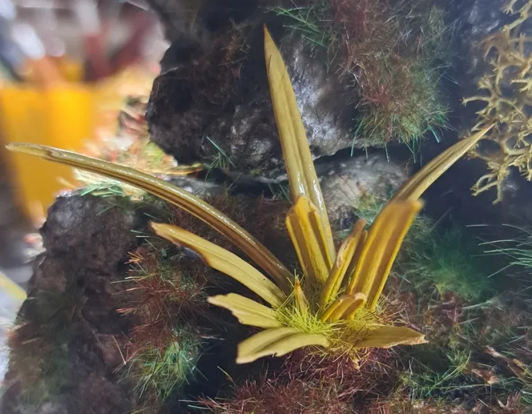 Pianta in miniatura realistica per diorama realizzata a mano con materiali naturali essiccati