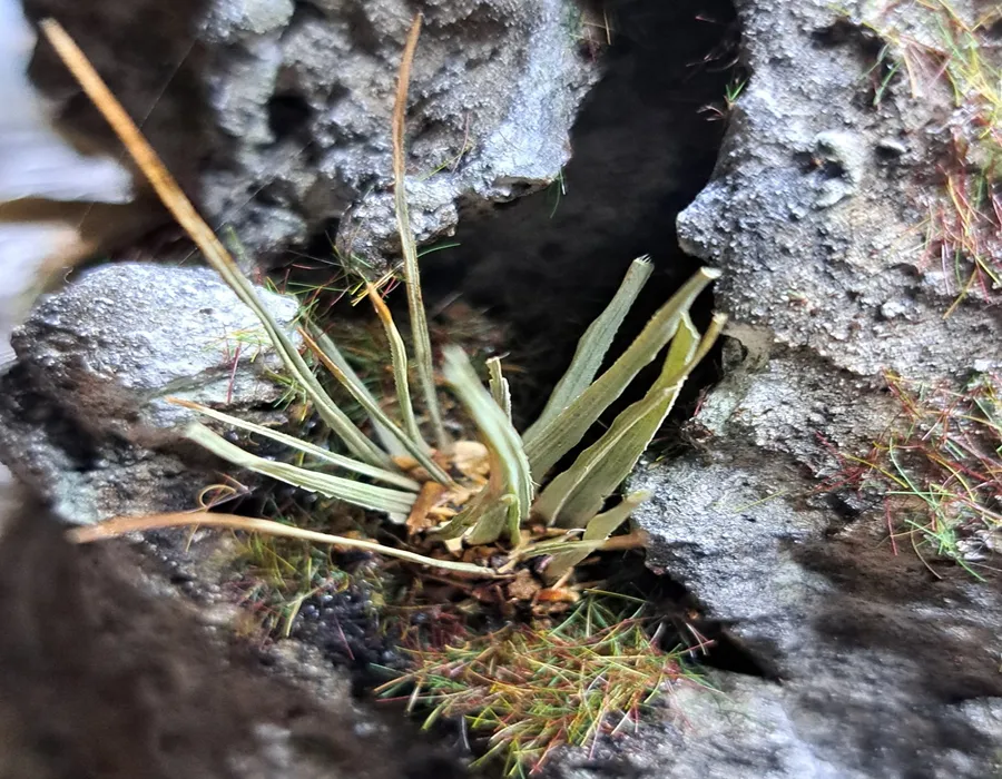 Pianta in miniatura realistica per diorama realizzata a mano con materiali naturali essiccati