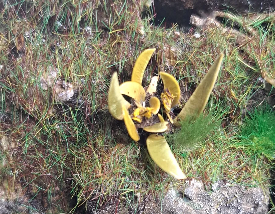 Pianta in miniatura realistica per diorama realizzata a mano con materiali naturali essiccati