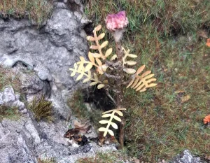 Pianta co fiore in miniatura realistica per diorama realizzata a mano con materiali naturali essiccati
