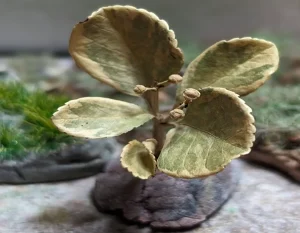 Pianta in miniatura realistica per diorama realizzata a mano con materiali naturali essiccati