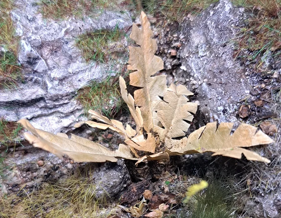 Pianta in miniatura realistica per diorama realizzata a mano con materiali naturali essiccati
