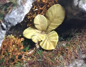 Pianta in miniatura realistica per diorama realizzata a mano con materiali naturali essiccati