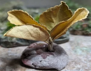Pianta in miniatura realistica per diorama realizzata a mano con materiali naturali essiccati