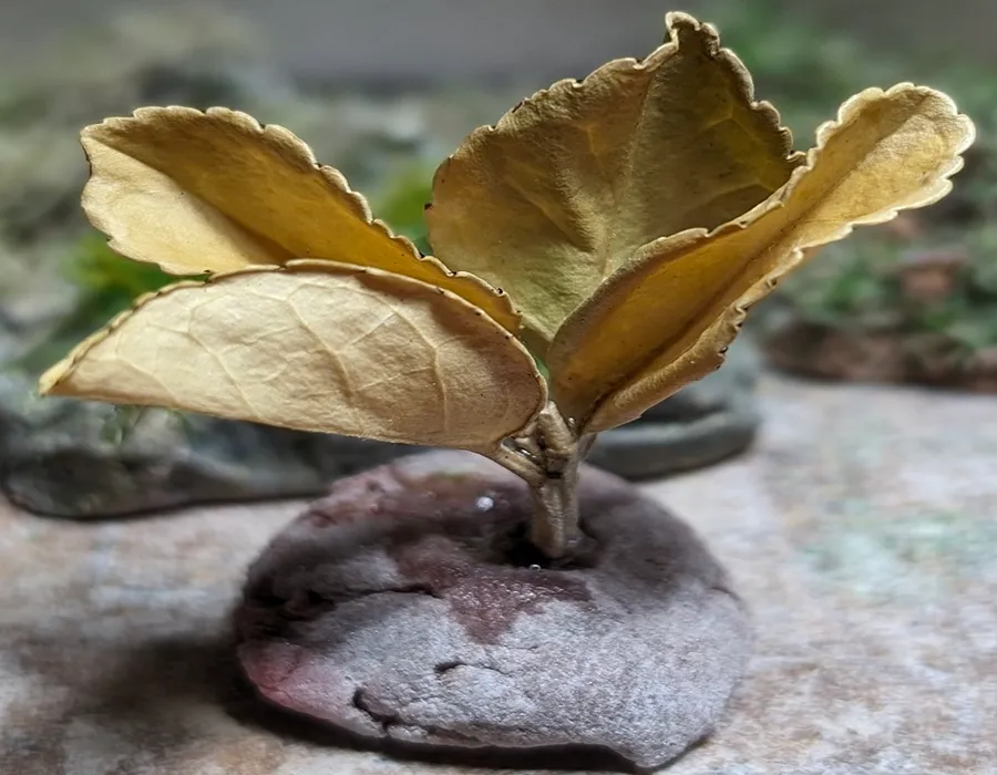 Pianta in miniatura realistica per diorama realizzata a mano con materiali naturali essiccati