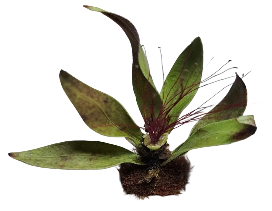 Pianta in miniatura realistica per diorama realizzata a mano con materiali naturali essiccati