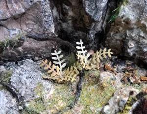 Pianta in miniatura realistica per diorama realizzata a mano con materiali naturali essiccati