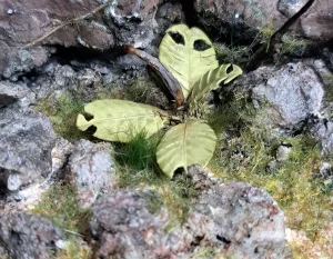 Pianta in miniatura realistica per diorama realizzata a mano con materiali naturali essiccati