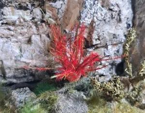 Fiori in miniatura realistica per diorama realizzata a mano con materiali naturali essiccati