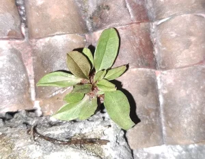 Pianta in miniatura realistica per diorama realizzata a mano con materiali naturali essiccati