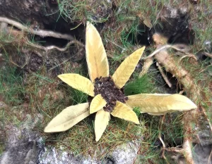 Pianta in miniatura realistica per diorama realizzata a mano con materiali naturali essiccati